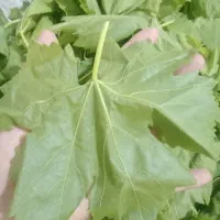 برگ انگور سفید