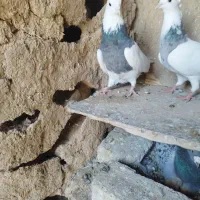 طوقی|پرنده|کرمانشاه, |دیوار