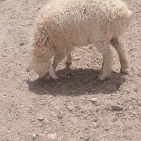 بره نر