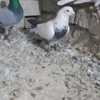 کبوتر پرشی