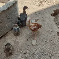 فروش جوجه اردک و مرغ و غاز و لاری|حیوانات مزرعه|تهران, شریف‌آباد|دیوار