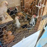 خروس گلین