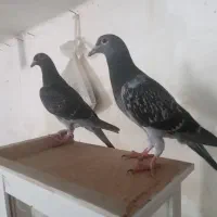 کبوتر