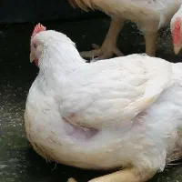 فروش مرغ وخروس گوشیتی اورگانیکو عالی