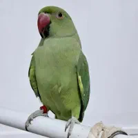 جوجه طوطی ملنگو نر زیبا و بی نظیر کلکسیونی سخنگو