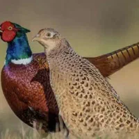 مرغ وخروس آمریکایی