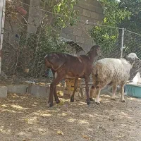 فروش  یک راس کاوه قوچ  قندوزی اصل
