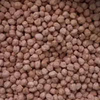 نخود بهار بذری