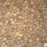 هسته خرمای وحشی