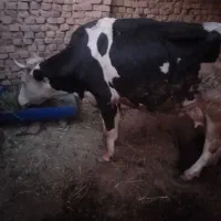 گاوسیمینتال گوشتی
