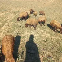 گوسفند میش و بره