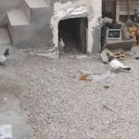 کبوتر