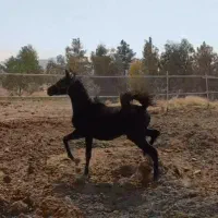 سیاه زیبا