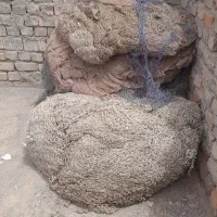 تورماهیگیری ضخیم جنسدار