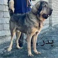 پژدر|سگ|شاندیز, |دیوار