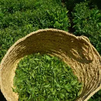 فروش چای قلم ممتاز زرین سبز و دستچین