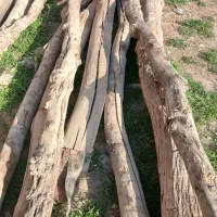 چوب (تیجه)