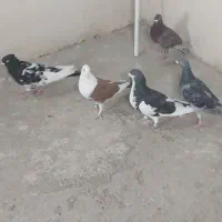 کفتر صید مفت