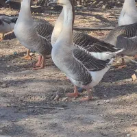 تخم نطفه دار،خروس، قو غاز