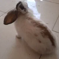 خرگوش