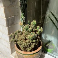 گل کاکتوس و صخره ای