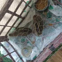 بلدرچین