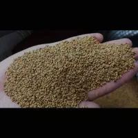 بذر یونجه محلی اصل