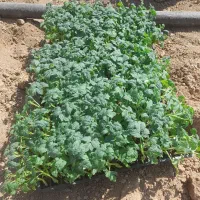 نشا گوجه فرنگی
