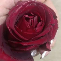 شیرینی وامم