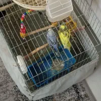 مرغ عشق مولد