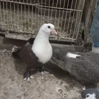 کبوتر.کفتررنگه