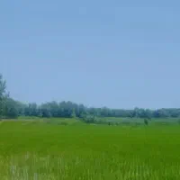 زمین-شالی