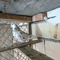 کفترشازده جوانه هفت رنگ