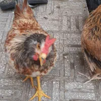 خروس جوان و دوستداشتنی
