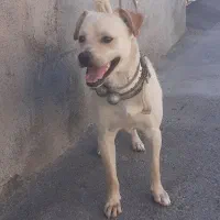 واگذاری سگ نگهبان