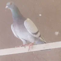 کفتر