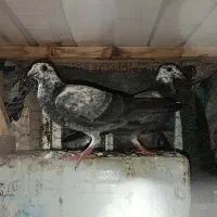 جوجه سار سوسکی