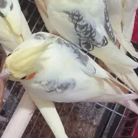 جفت عروس هلندی