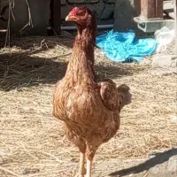 مرغ لاری|حیوانات مزرعه|چناران, |دیوار