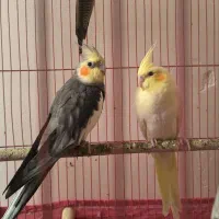 جفت عروس هلندی