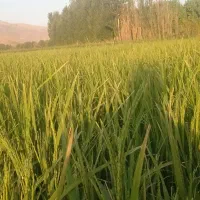 بذر برنج صدری