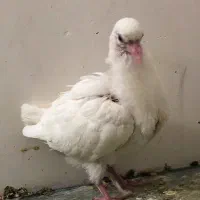 کبوتر سرور|پرنده|نسیم‌شهر, |دیوار