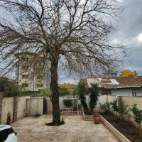 برش انواع درخت و هرس کردن درخت