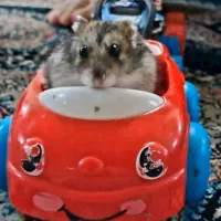 باسلام دوتا همستر سالم و سرحال و شیطون