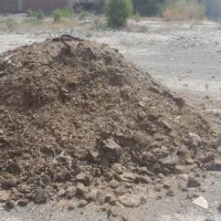 کودگاو