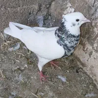 ماده طوقی
