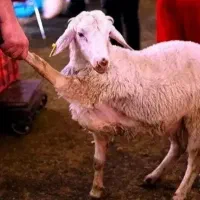گوسفند جوان بره مناسب سر بریدن با تخفیف‌ویژه
