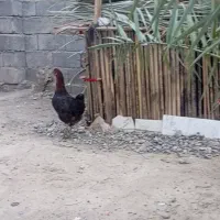 مرغ تخمگذار