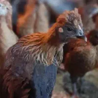 جوجه مرغ وخروس محلی ۳ماهه