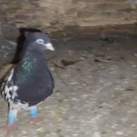 کله سیاه